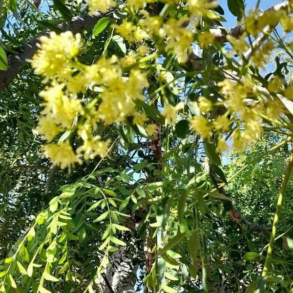 Moringa drouhardii 花