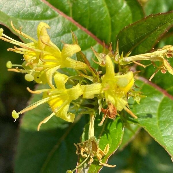 Diervilla lonicera Flors