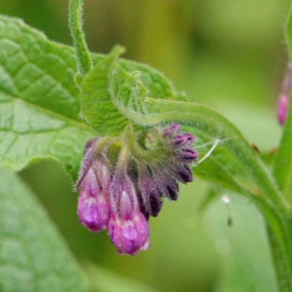 Symphytum officinale Květ