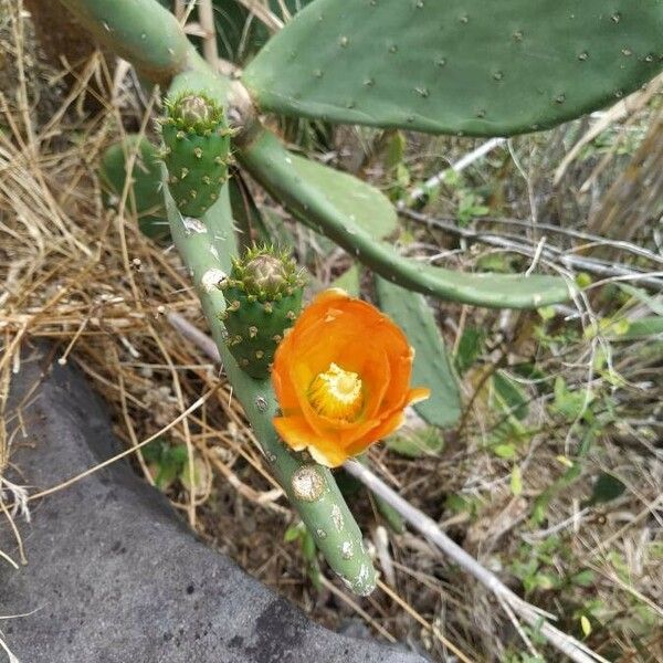 Opuntia tomentosa Blüte