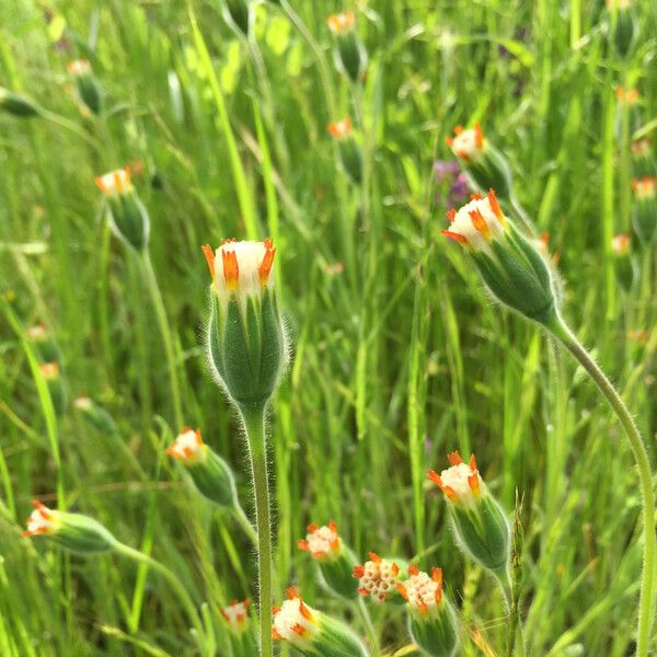 Achyrachaena mollis Агульны выгляд