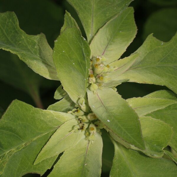 Euphorbia heterophylla Õis