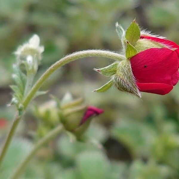 Potentilla nepalensis Kwiat