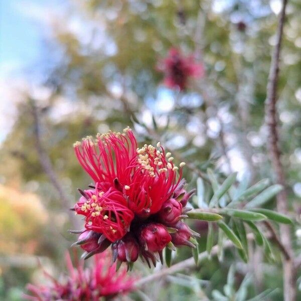 Kunzea baxteri Цвят