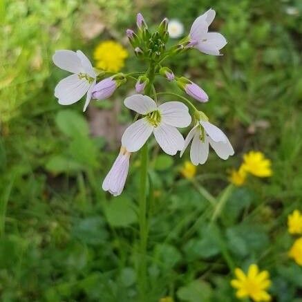 Cardamine pratensis 花