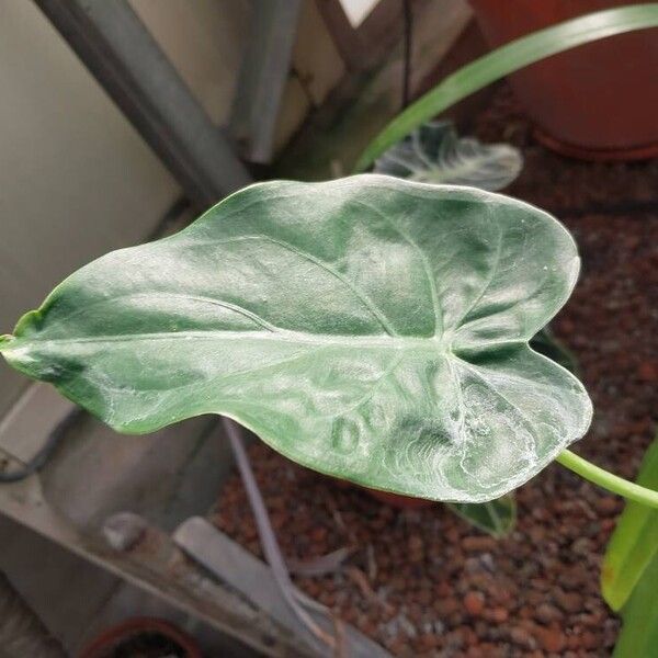 Alocasia cucullata Deilen