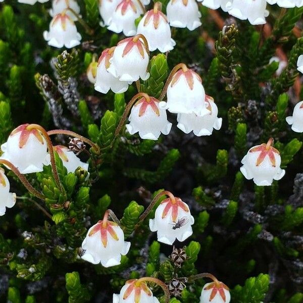 Cassiope mertensiana Λουλούδι