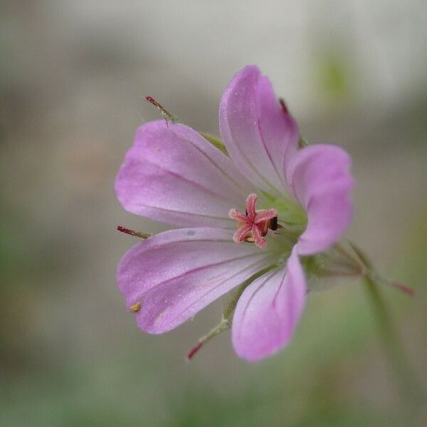 Geranium columbinum Flower