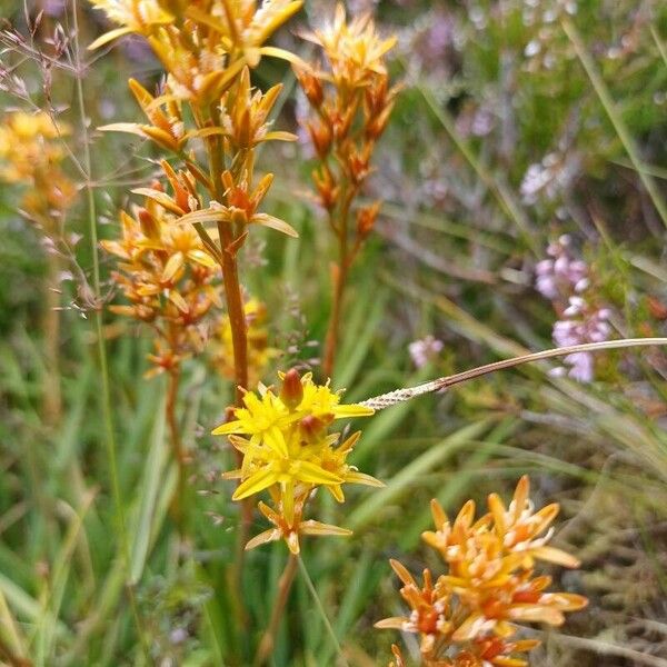 Narthecium ossifragum Flower