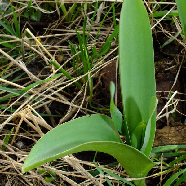 Hyacinthus orientalis 形態