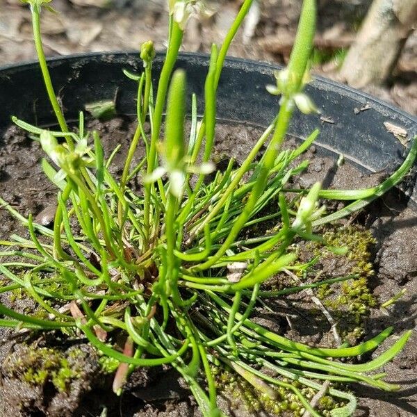 Ranunculus minimus Blüte