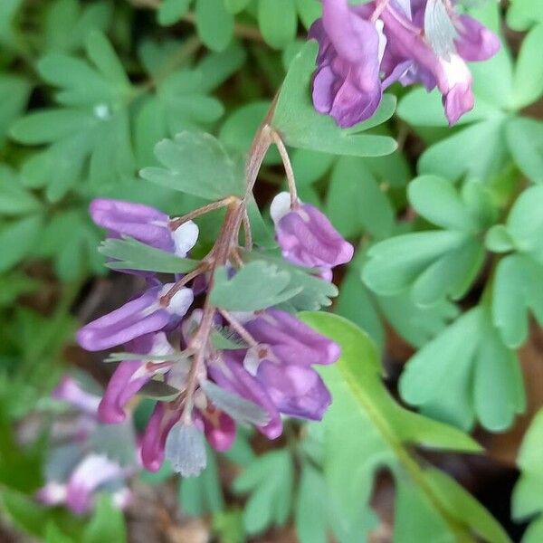 Corydalis solida Blomma