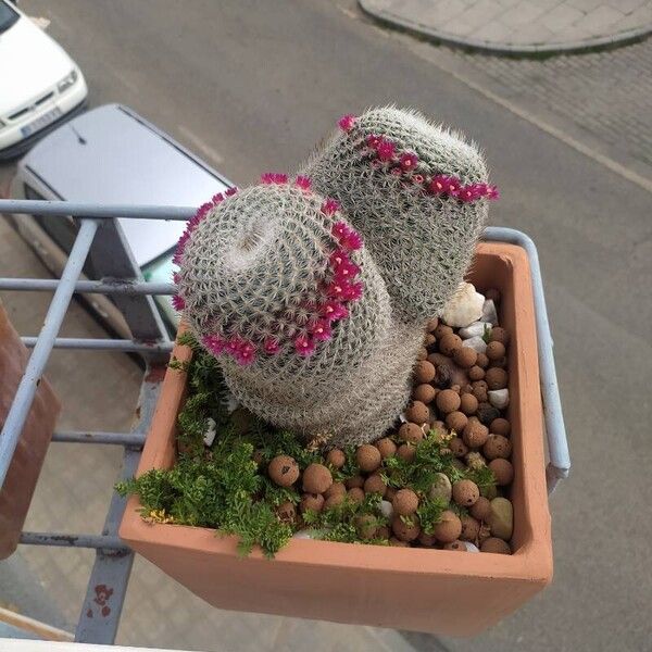 Mammillaria hahniana Fleur