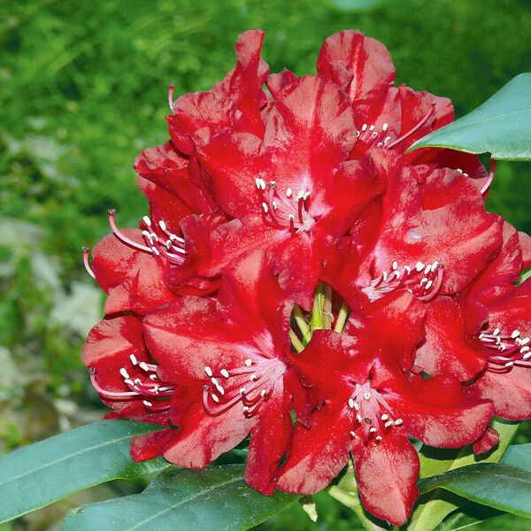 Rhododendron ferrugineum Floare