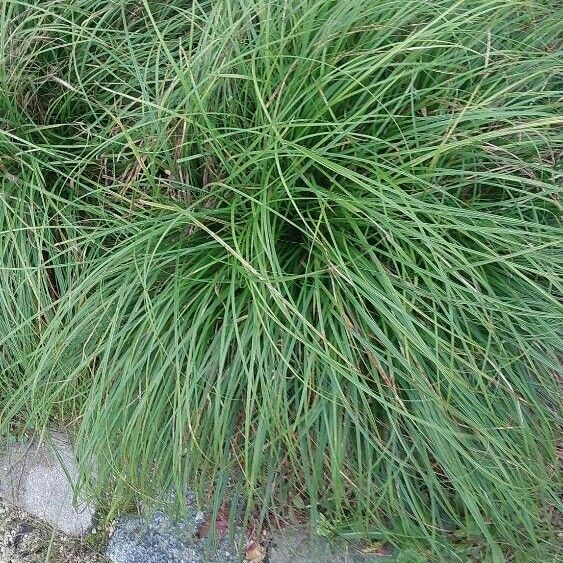 Carex divulsa 葉