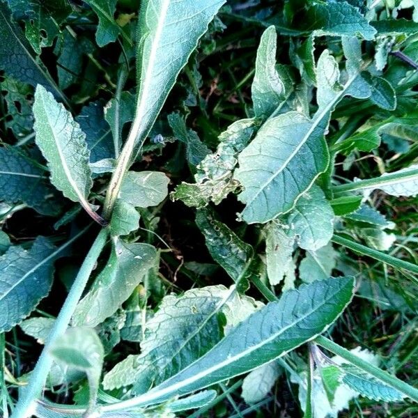 Rapistrum rugosum Leaf