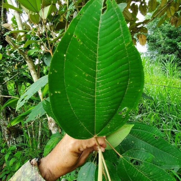 Miconia elata Leaf