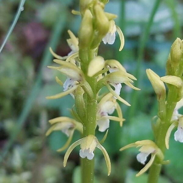 Corallorhiza trifida Floare