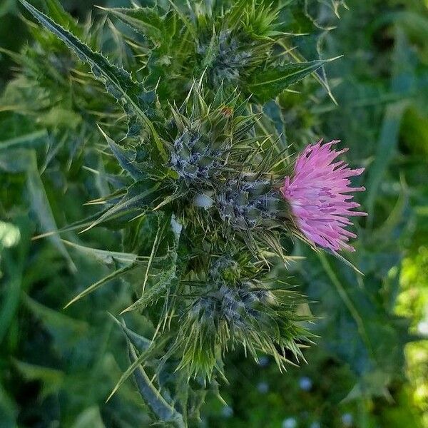 Carduus pycnocephalus Flower