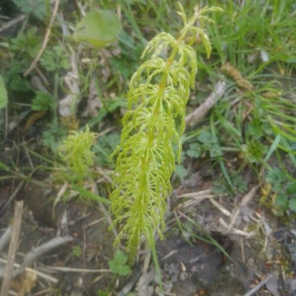 Equisetum sylvaticum Folla