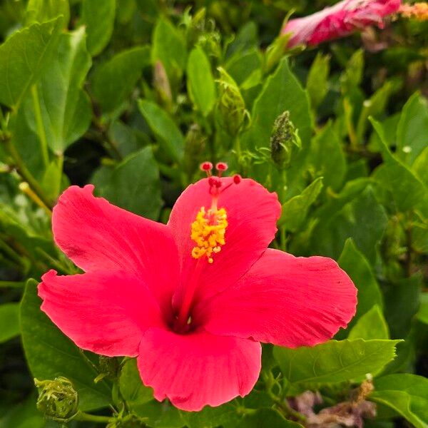 Hibiscus fragilis Flor