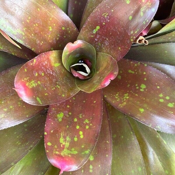 Neoregelia farinosa Leaf