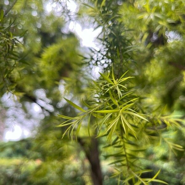 Melaleuca bracteata برگ