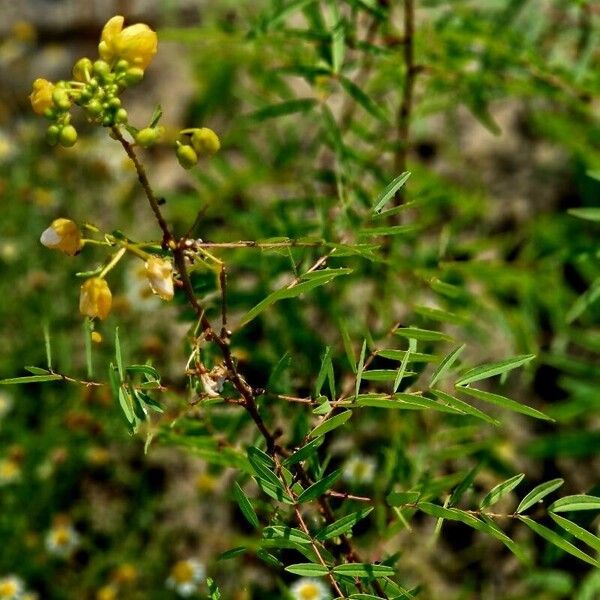 Senna alexandrina Habit