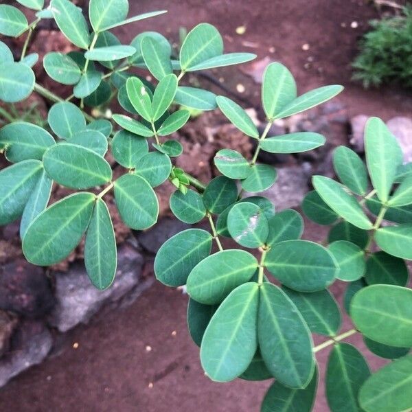 Senna bicapsularis Leaf