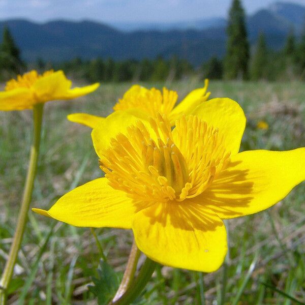 Ranunculus montanus 花