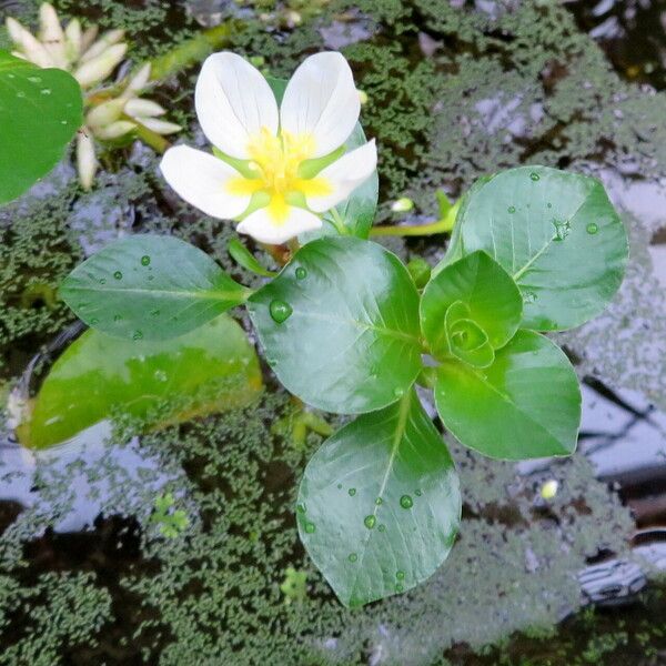 Ludwigia adscendens পাতা