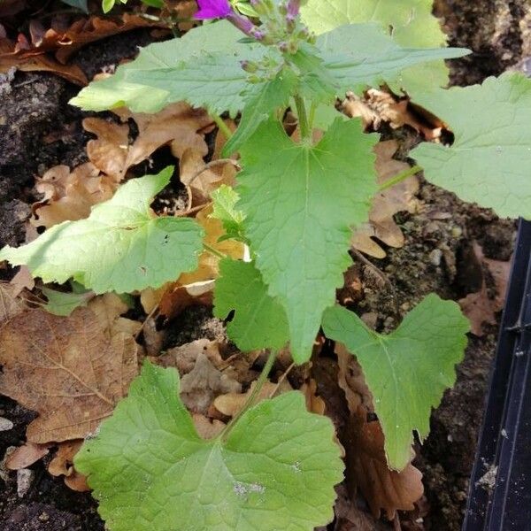 Lunaria annua ഇല