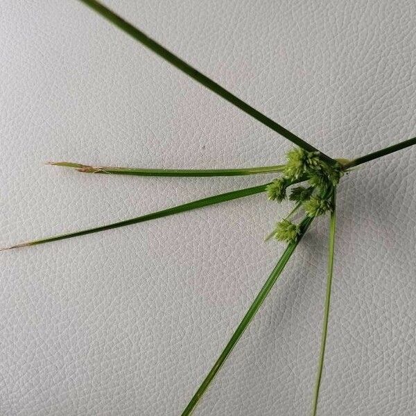 Cyperus difformis Blad