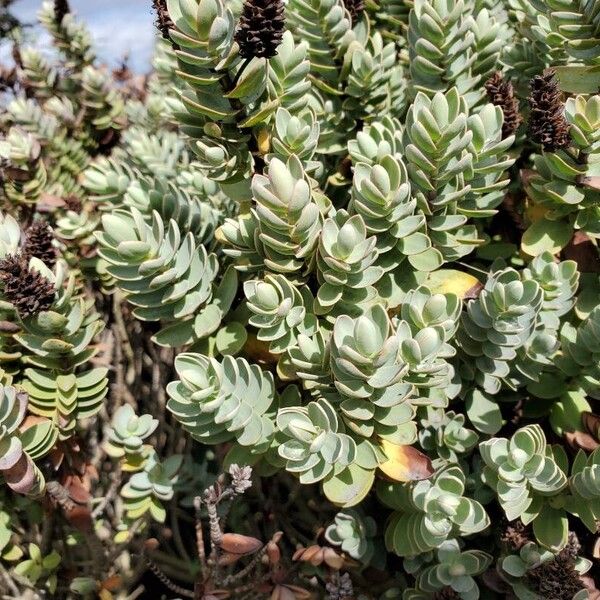 Euphorbia myrsinites Leaf