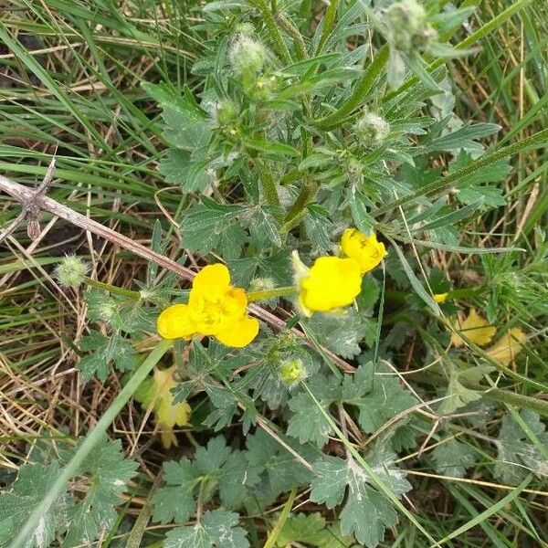 Ranunculus bulbosus 花