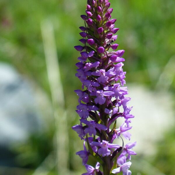 Gymnadenia densiflora Blomst