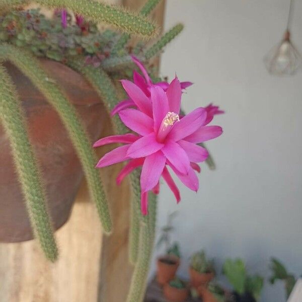 Aporocactus flagelliformis Flower