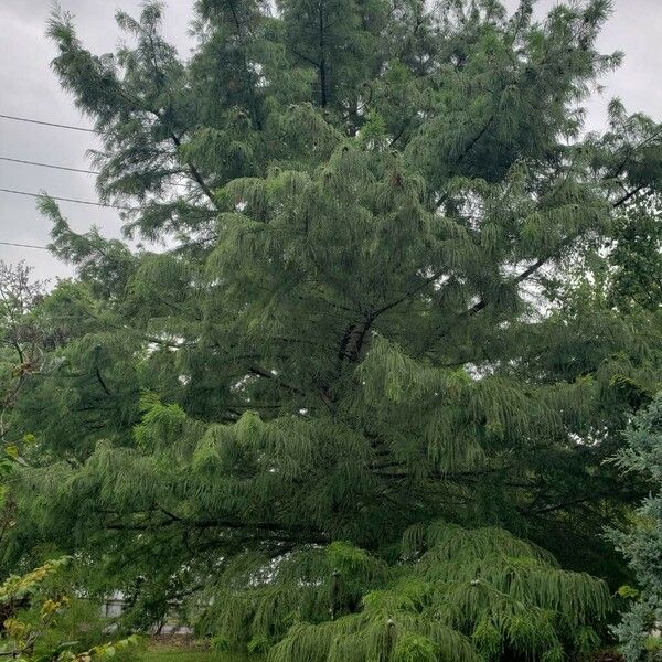 Taxodium distichum Habit