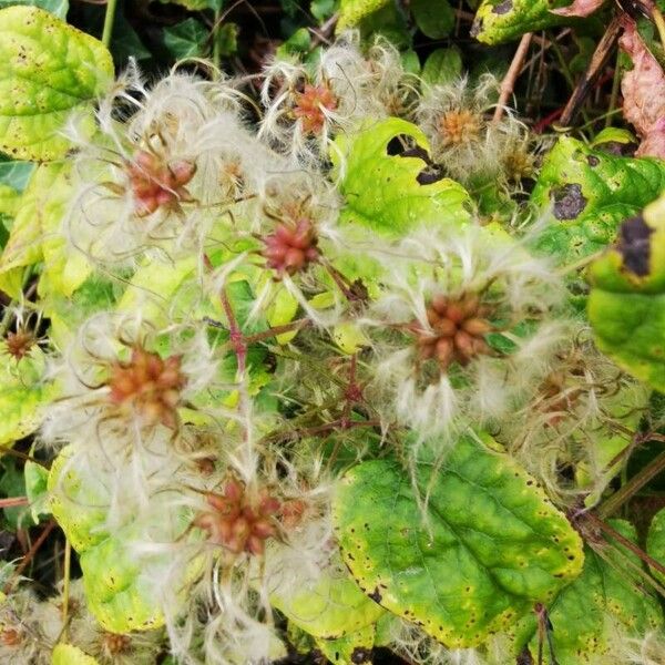 Clematis vitalba Frugt