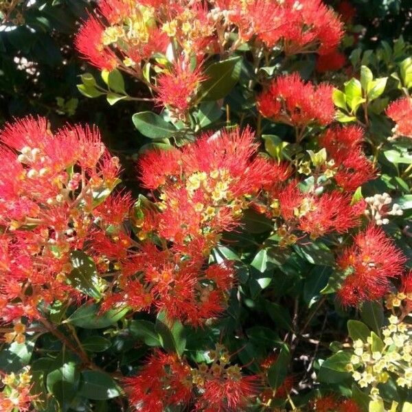 Corymbia ficifolia Flor