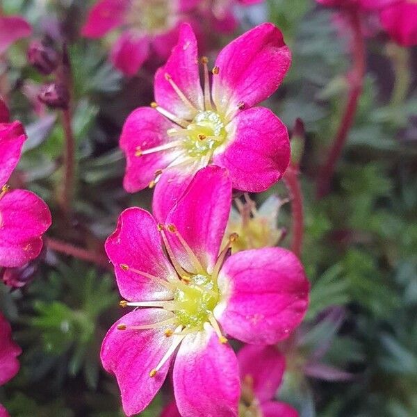 Saxifraga rosacea Kwiat