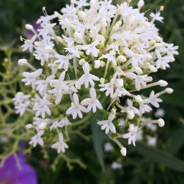 Valeriana rubra Flower