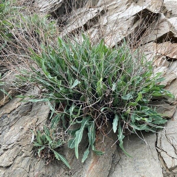 Launaea lanifera Foglia