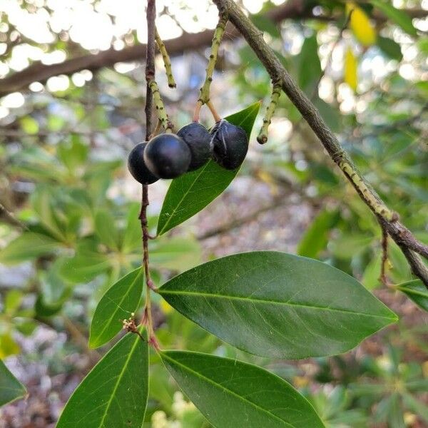 Prunus caroliniana Frutto