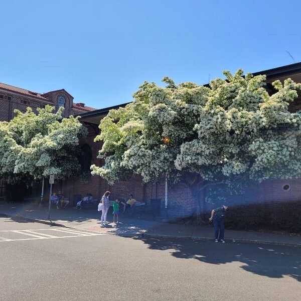 Chionanthus retusus (Chinese fringetree)