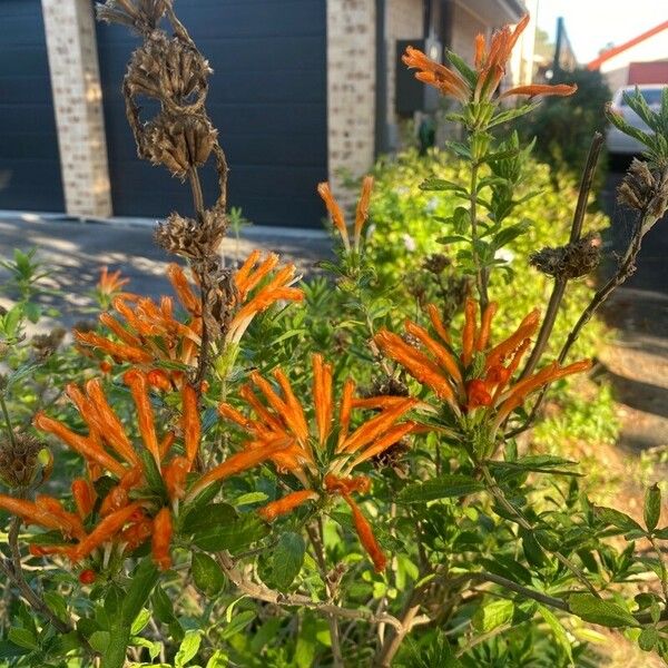 Leonotis leonurus Flor