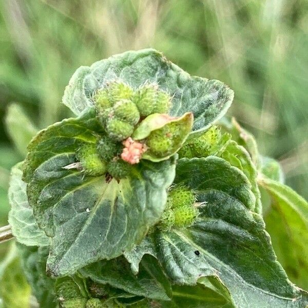 Acalypha australis 花