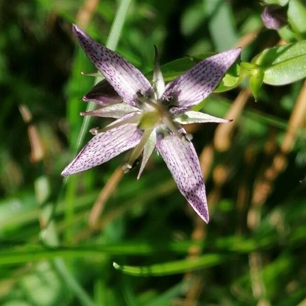 Swertia perennis Blomst