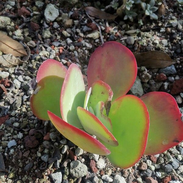 Kalanchoe tetraphylla Лист