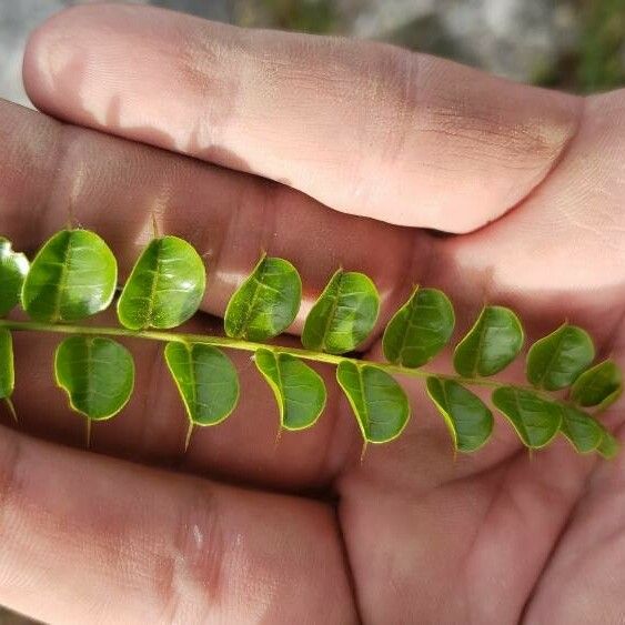 Comocladia dodonaea Leaf